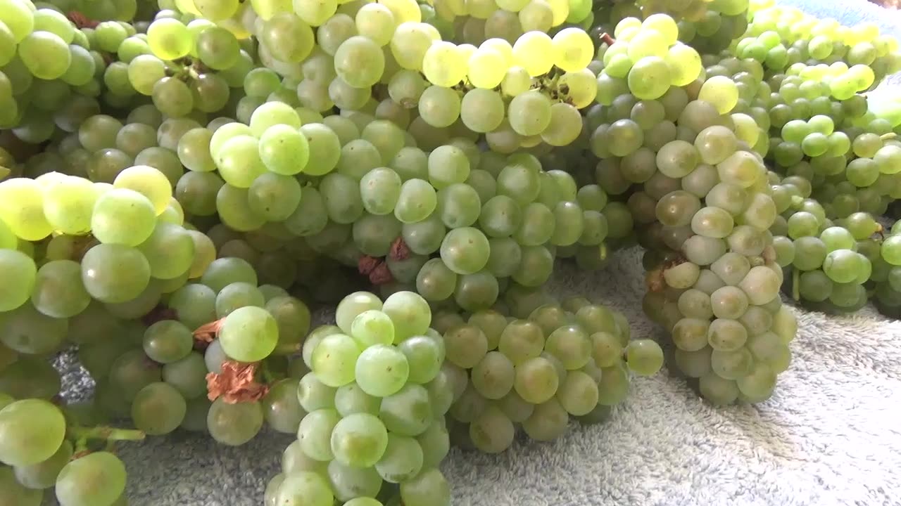 Grapes. I stopped watering the vine and got this