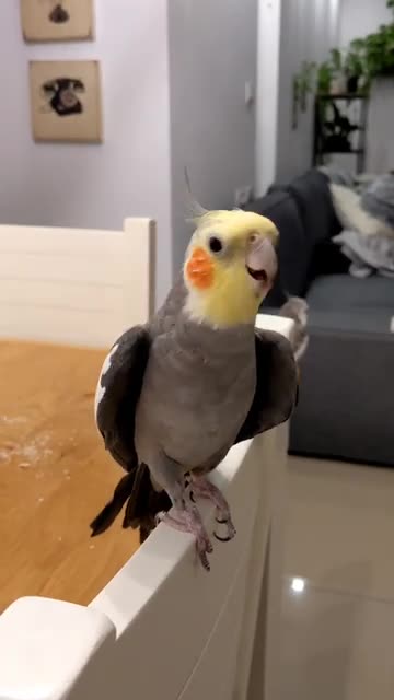 Talented Parrot Sings His Little Heart Out!