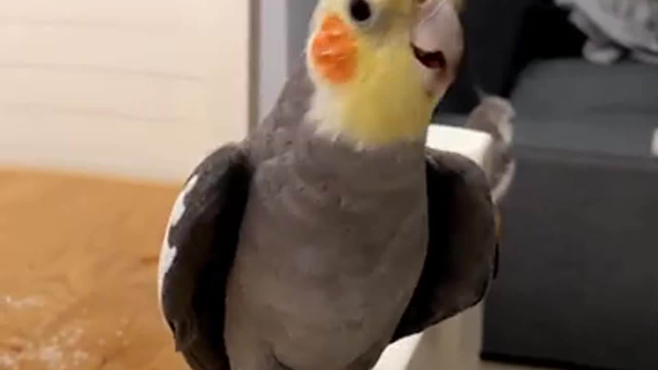 Talented Parrot Sings His Little Heart Out!