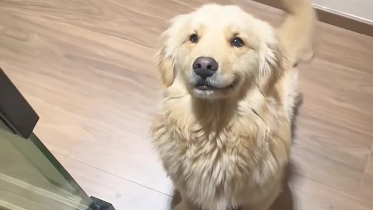 Is there anything cuter than a happy golden retriever?