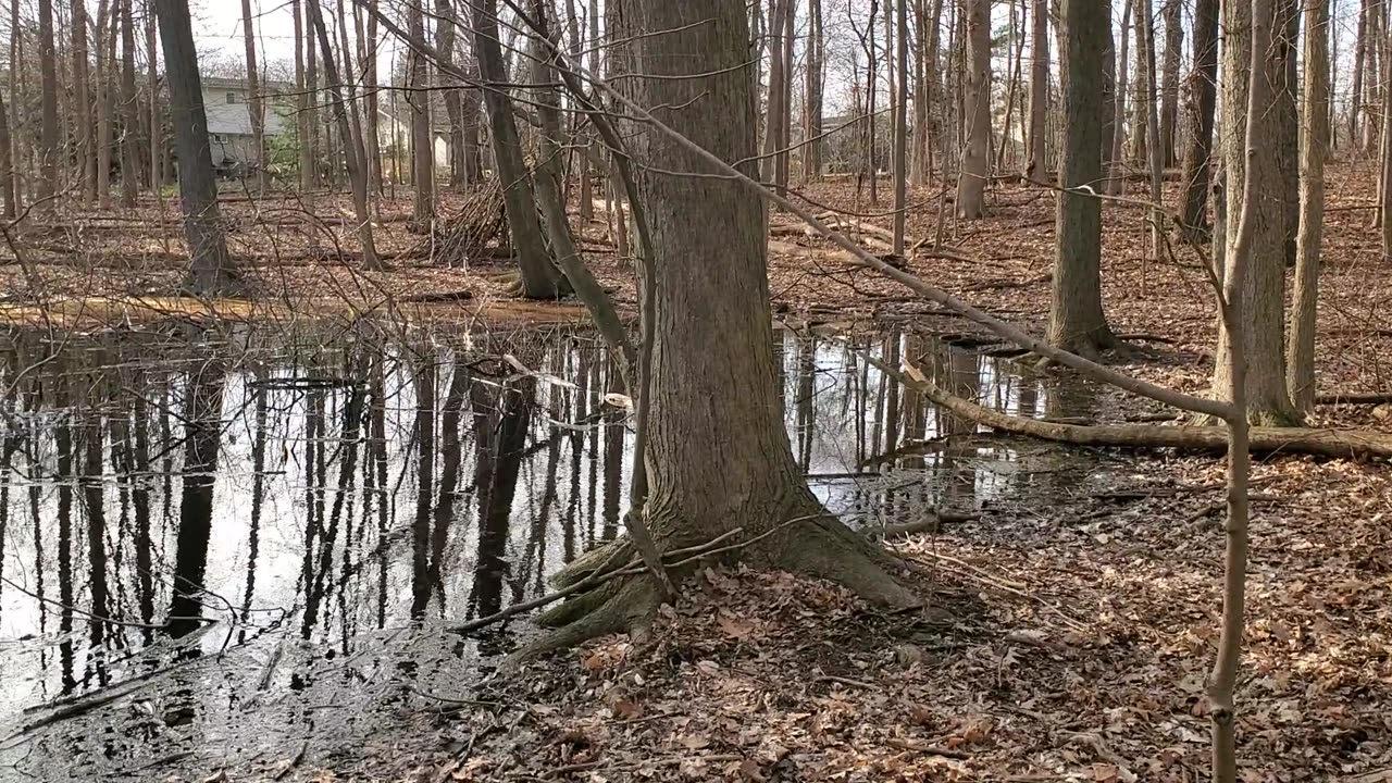 Small Neighborhood Forest Pond at Sunset