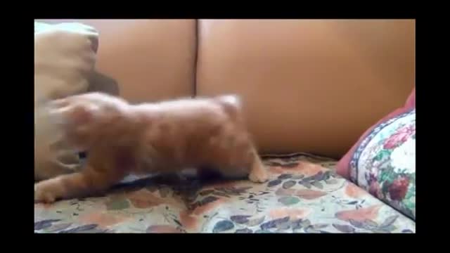 funny video compilation - watch this