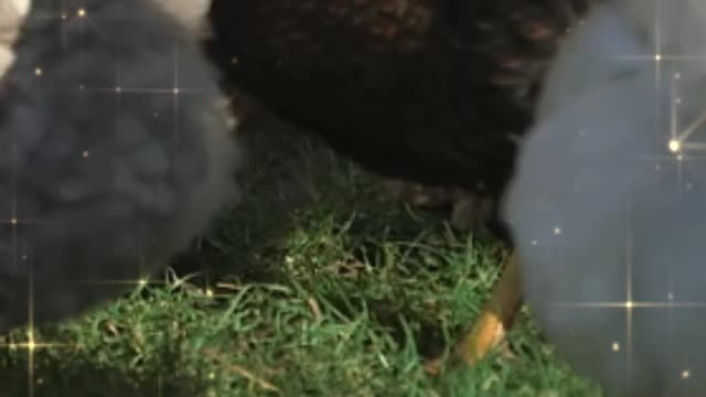 Chickens Playing Video 🐔🐔🐔🐔🐔🐔🐔