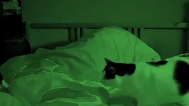 cats wont let the girl sleep