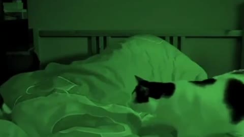 cats wont let the girl sleep