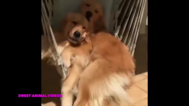 cute pets