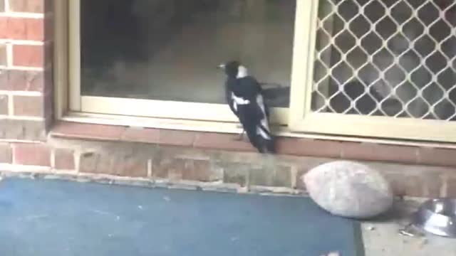 Magpie at the Door Whines Like a Dog