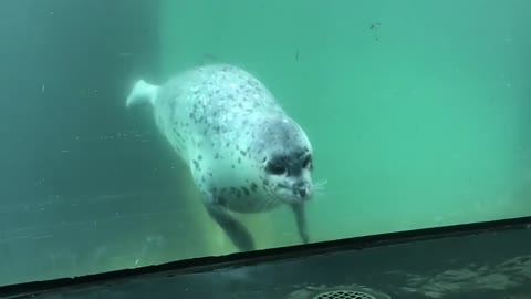 Seal Meets Butterfly