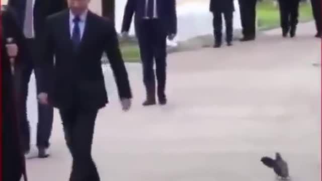 When pigeon salute Sigma Vladimir Putin _SigmaPutin _SigmaRules222