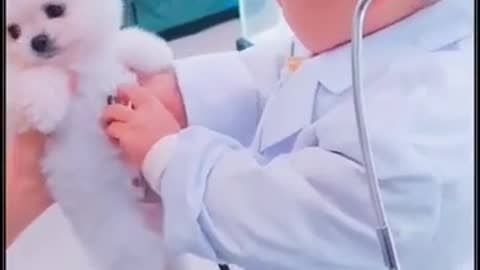 Baby Dogs 🐶 and Baby boy so cute doctor