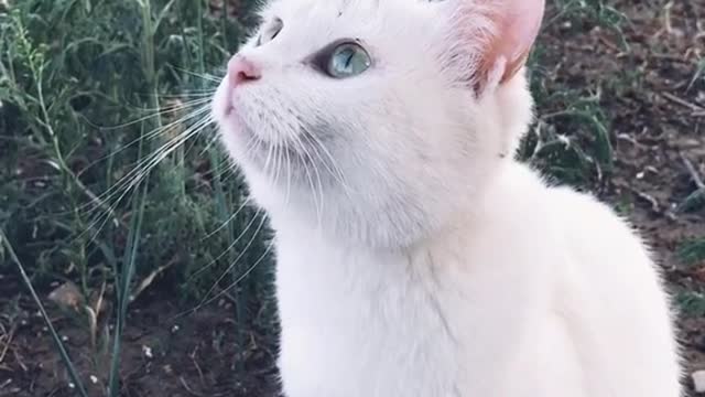 People have lives, cats have cats