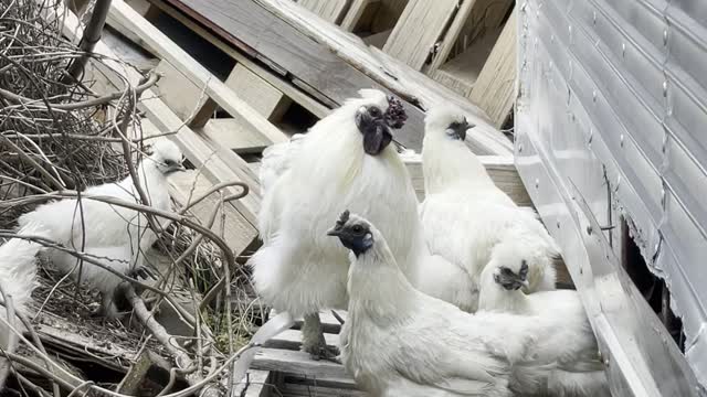 A walk of Korean chickens