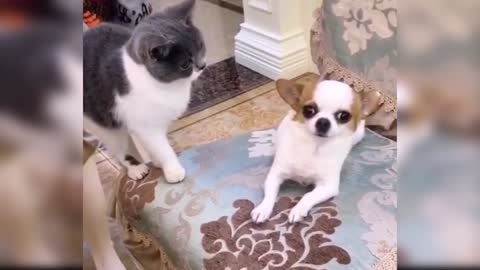 Baby Dogs - Cute and Funny Dog Videos Compilation #25 | Aww Animals