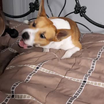 YIKES Claire Bear Gets Tough