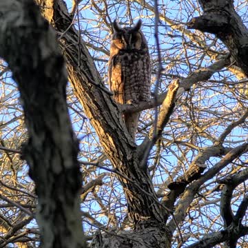 Lakeshore great horned owl