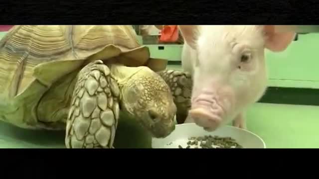 A turtle and a pig grab food, the pig is very angry