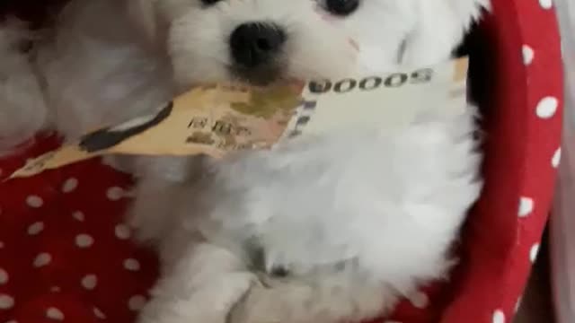 A puppy who wants to give him an allowance but refuses to pay.