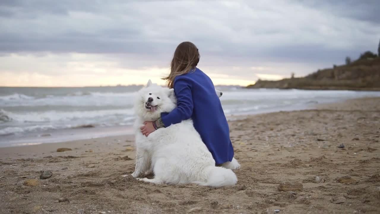 Back view of two white samoyed dogs and young woman sitting together on the sand by the sea