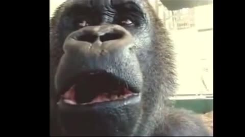 Funny animal video part 0