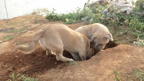 Dogs Digging in Ground