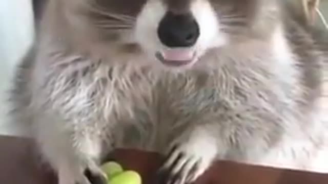 The Raccoon don't touch my grapes