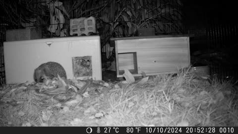 Busy young hedgehog - Kleiner beschäftiger Igel