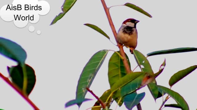 Beautiful sparrow found on the top of green tree for Sparrows lovers