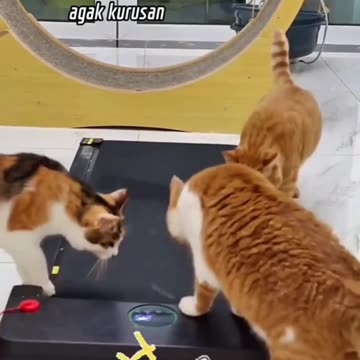 Orange Cat Trying Out Fitness Equipment