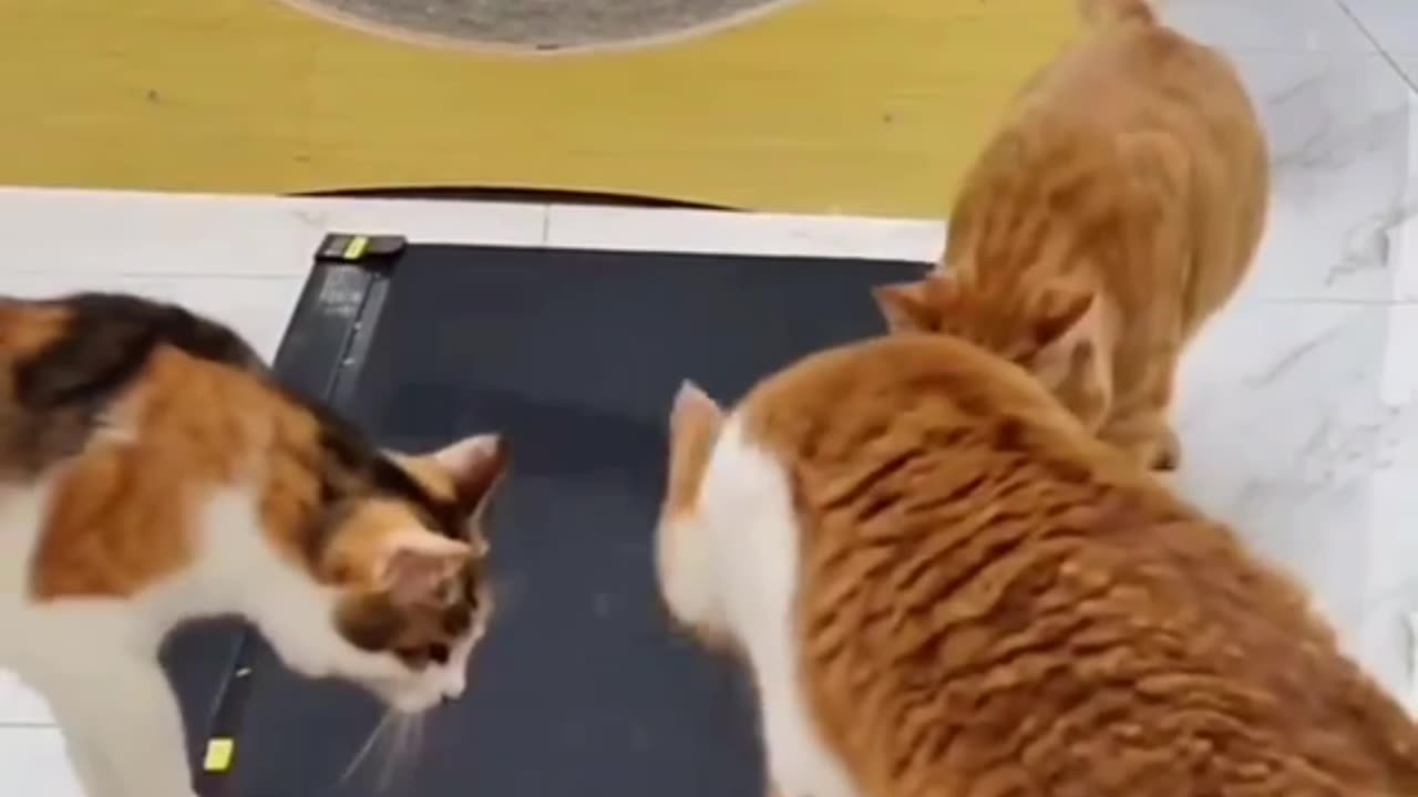 Orange Cat Trying Out Fitness Equipment