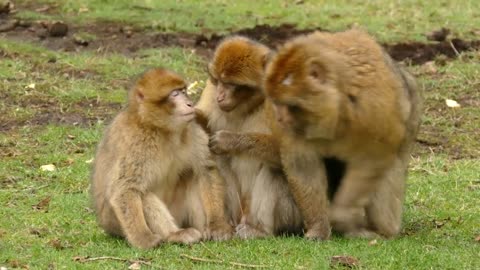 Monkey family video very love story