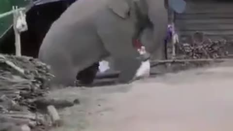 Elephant slow go