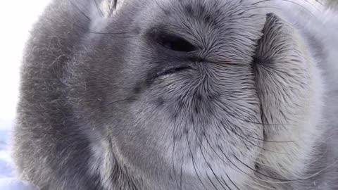 Weddell Seal Chick Breathing 🇦🇶 Silverfish Bay, Ross Sea