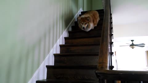 Peludo Corgi necesita practicar el descenso de escaleras