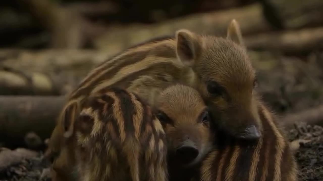 Wild Boar Piglets With Their Distinctive Striped Coats Born In Litters Up To A Dozen Their Brown & Beige Stripes Serve As A Camouflage