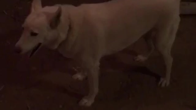 Dog barks at owner and then spins around when owner calls him weird