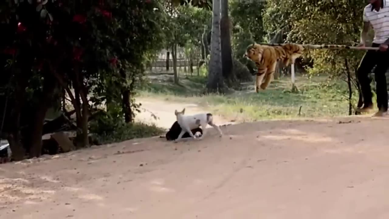 Fake lion and tiger and the reaction of dogs