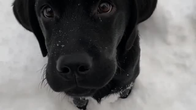 Do you ever just look at you DOG and think HOW CAN I LOVE SOMETHING THIS MUCHHH <3