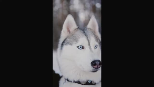 Cute Animals Videos Compilation||Cutest Puppies. Cutest Creatures