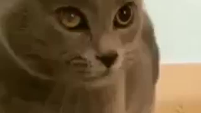 funny Singing cat