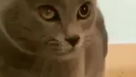 funny Singing cat