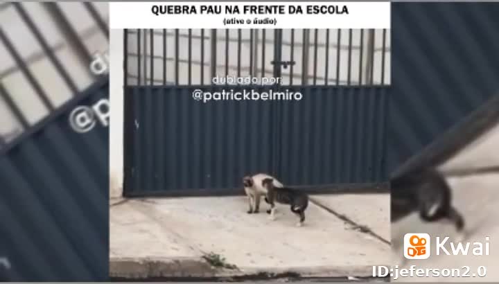 a briga de gatos por comida