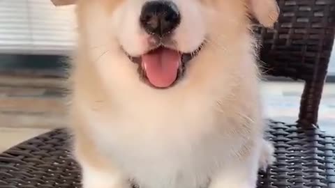 Cute dog