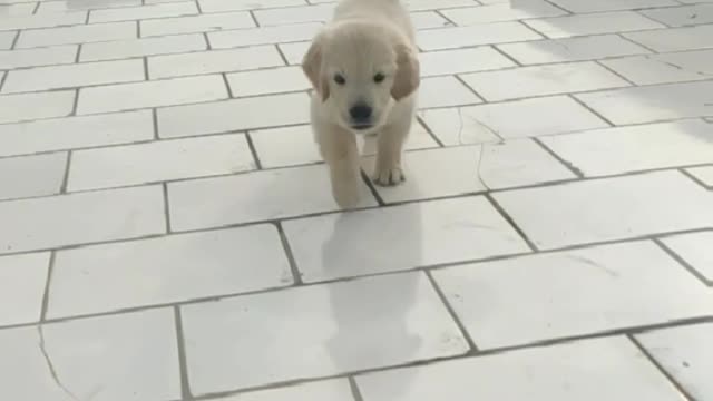 Puppy Running Towards Camera