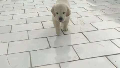 Puppy Running Towards Camera