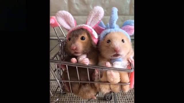 Try Not To Laugh To These Pets Compilation // Cute And Funny Pets