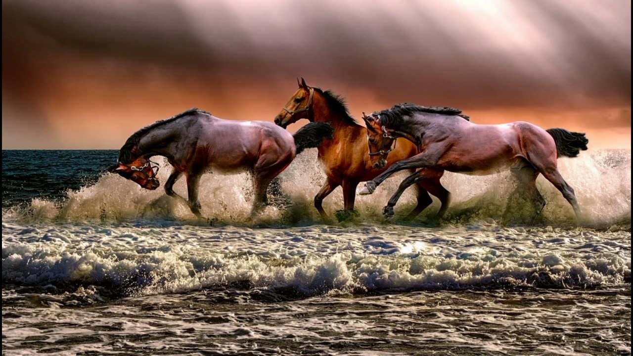 The nature of the beautiful video