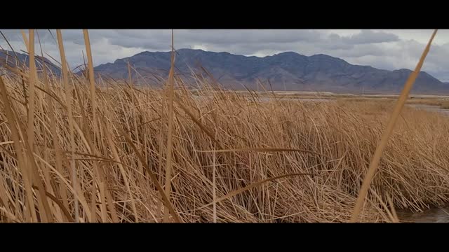 Hot Creek Spring - Kirch Wildlife Management Area