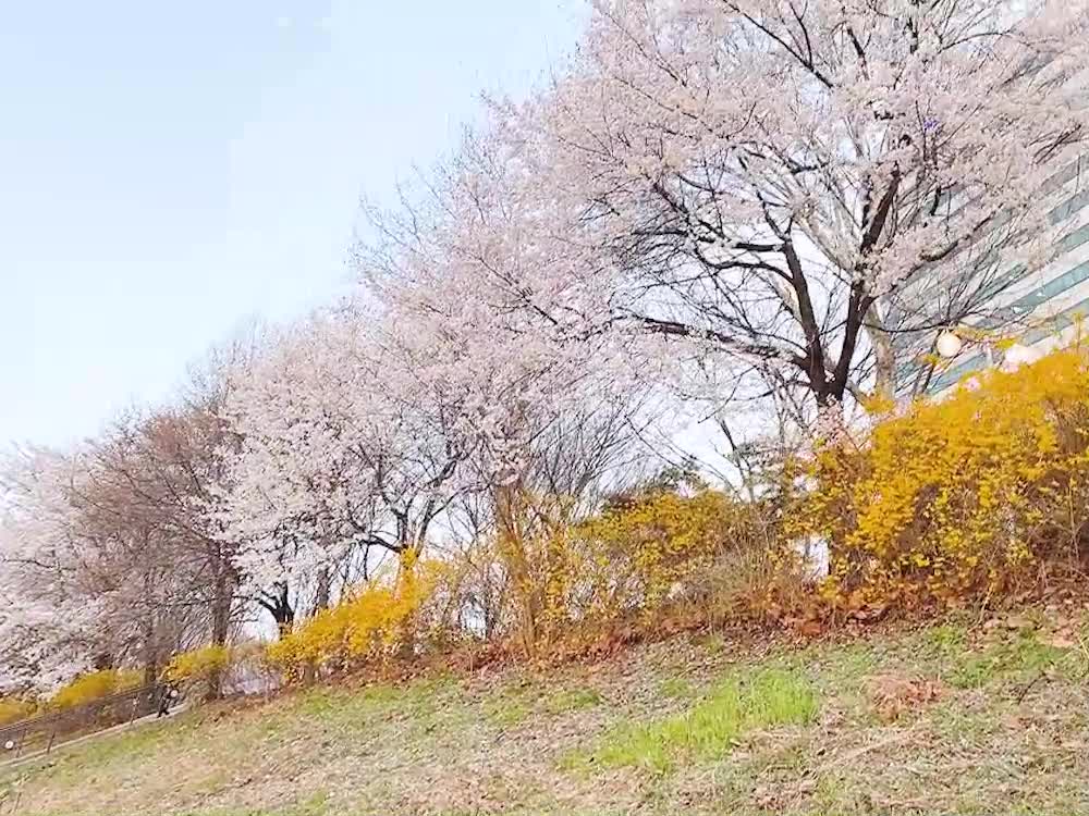 Cherry blossom trees of South Korea