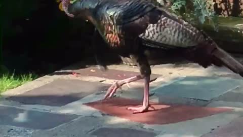 Met beautiful turkey during running