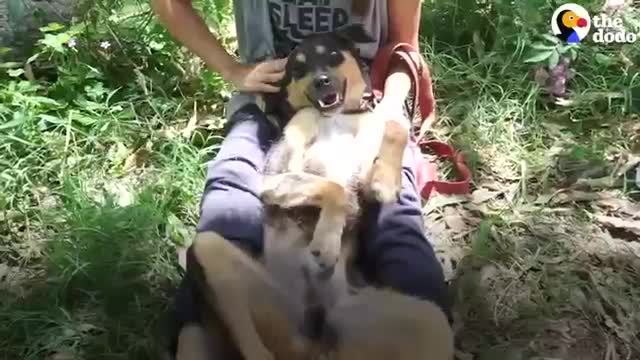 Monkey 🐒 on Top of his friend dog